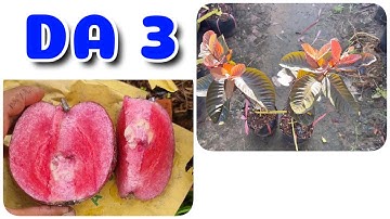 Cây Ổi DA 3 | 0386569374 - Ngọc Ngân Bến Tre | Chuyên cây độc lạ