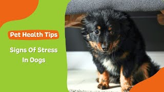 Signs Of Stress  In Dogs