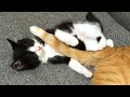 しっぽでトントンされて寝てしまった子猫