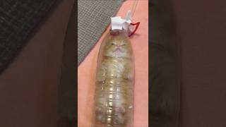 ペットボトルに閉じ込められた猫