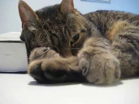 cat แปลว่า purrrRRRR