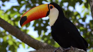 Toucan Bird | Beautiful Bird | Short Clip | Silent Video | 4K Ultra HD screenshot 4