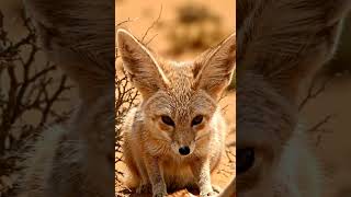 Fennec Fox's Primal Grab! Ep.73 #shorts
