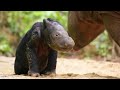 Birth of Sumatran Rhino Calf Celebrated at Sanctuary in Indonesia