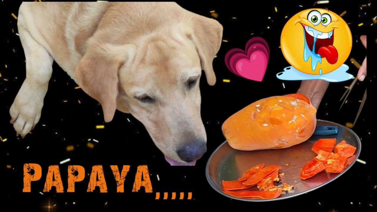 labrador eating papaya 😋 shivu the labrador YouTube