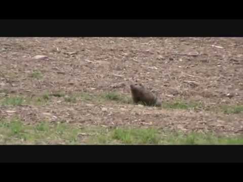 Drill Em' Outdoors- Groundhog Hunting 2014