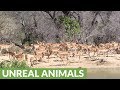 Incredible variety of African wildlife visit waterhole