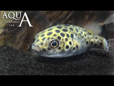 Video: Denti d'oro: cura e buoni compagni di serbatoio per questo pesce d'acquario