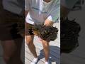 Creepy puffer fish talks  sea creature caught