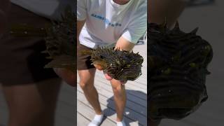 Creepy Puffer Fish!🐡 Talks! 🦑 *Sea Creature Caught*