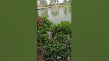 Đố vui😍😘#shorts