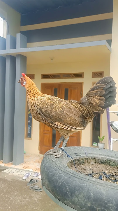 Suara pikat ayam hutan betina anting putih #ayamhutan #ayamhutanpikat
