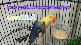 Lovebird Biola Pb Euwing Dark Vio Review Detail