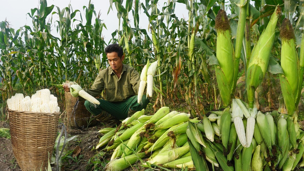 FULL VIDEO - Harvest corn, potatoes, squash, and palm beans to sell at the market