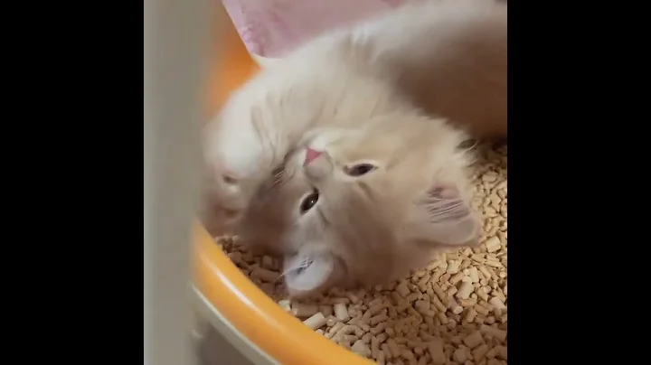 Video 11734231: munchkin cat, munchkin kitten, cute munchkin, legged cat