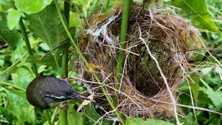 Masteran terbaik 2024 blackthroat kasih umpan jernih untuk masteran kenari part 01