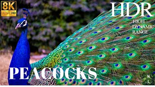 Peacock 8K UHD(8K UHD) - - 8K Video HD Paradise of Birds Miracle in Nature for Nature Lovers!