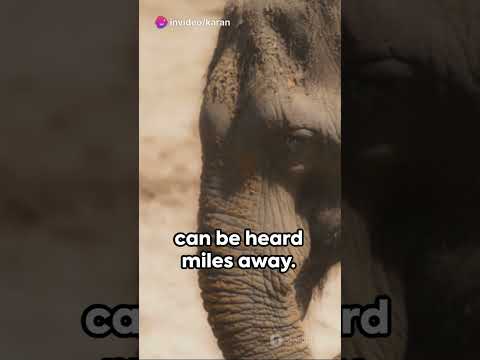 Fascinating Elephant Facts: