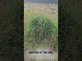 Is the Clump of Grass Beside the Path a Marker or Monument