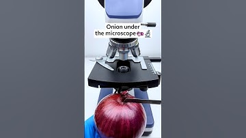 Onion 🧅 under the microscope #viral #shorts #onion #onionpakoda #onions #onionrings #microscopevideo