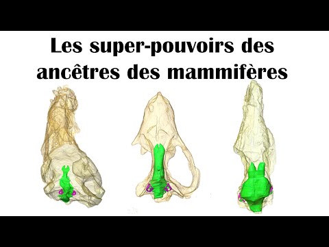 Vidéo: Quel foramen est apparié dans le cerveau des mammifères ?