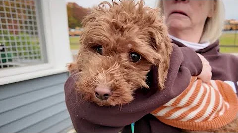 Pause in SNAP benefits leaving pet owners struggling to feed their furry friends