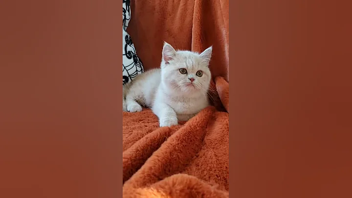 Video 2936251: exotic shorthair persian kitten, exotic shorthair female kitten, exotic shorthair cream, beautiful exotic shorthair, sweet little kittens, little kitten playing