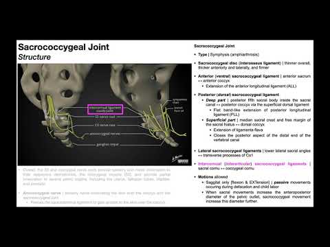 ভিডিও: স্যাক্রোকোসিজিয়াল জয়েন্ট কোথায়?