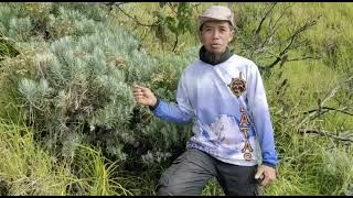 Bunga Adelweis. bunga yg di lindungi oleh undang-undang