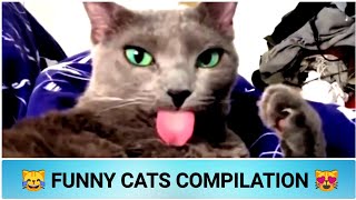 Funny cats video