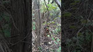 Divlja Svinjaobuka Pasa2022Srpski Balkanski Gonic