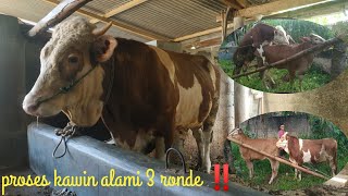 Jurus jitu setiap tahun induk sapi melahirkan pedet‼️ kawin alami || simental