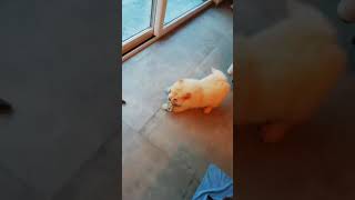 Charlie's first trick: fetch the toy  (chow chow)