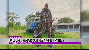 Wildlife trapper catches 17-foot python
