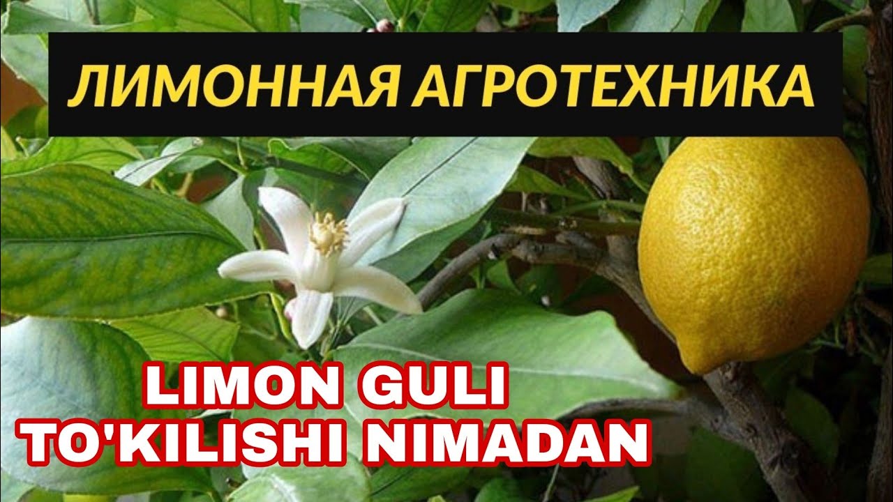 ЛИМОННЫЙ УХОД ЛИМОН ГУЛИНИ ТУКИЛИШИ LIMON ETISHTIRISH ЛИМОН ПАРВАРИШИ выращивание лимона из косточки