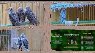 Baby Owls & Hawk Raised for Release Into the Wild by Non-Releasable Adults Details