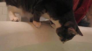 Clumsy Cat Falls in Bath Tub
