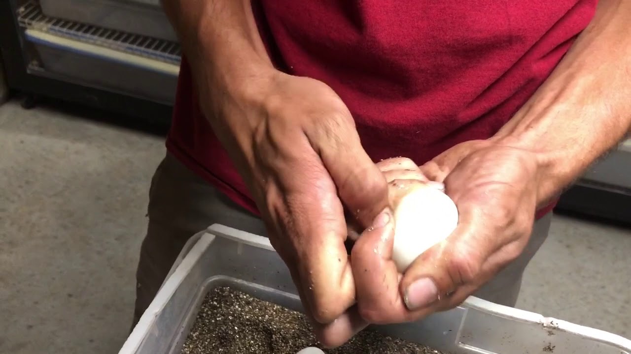 tarantula spider Merica, Hatching Tegus and July Fourth Baby!!!