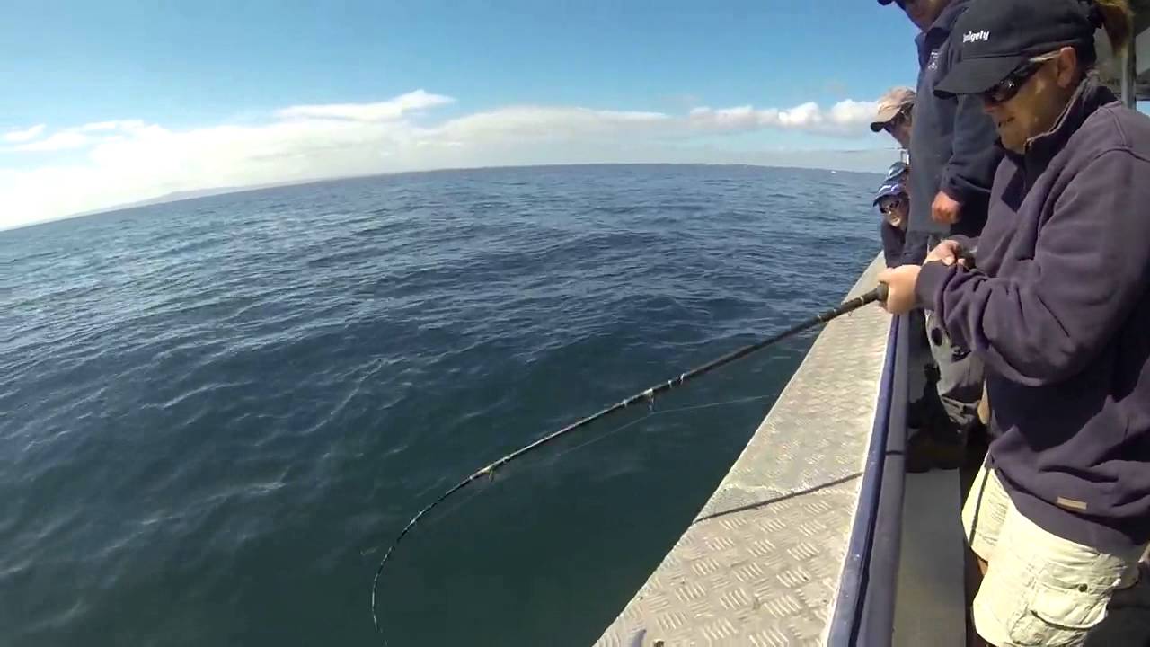 Queenscliff Fishing Charters Gummy Shark YouTube