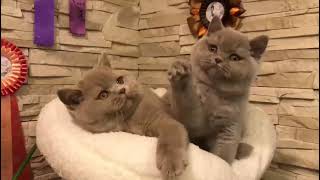 British shorthair kittens, brother fawn and sister lilac