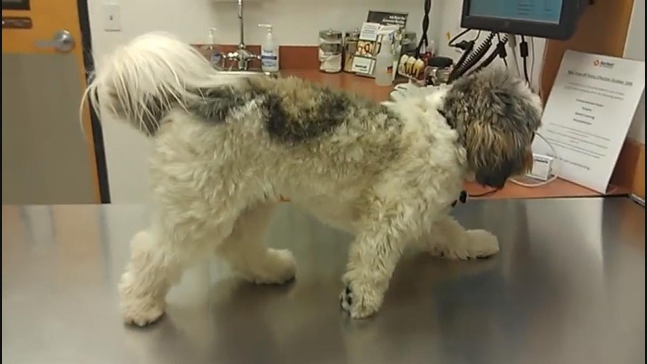 physical education Dog Literally Scarred Stiff by Trip to the Veterinarian!