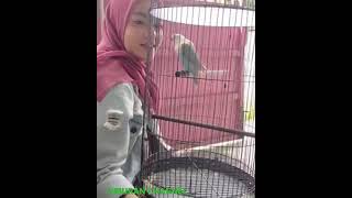 Pencinta burung