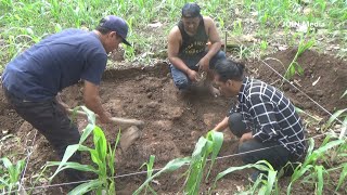 Ekskavasi Pemakaman Umum Selesai, Ditemukan Senjata Tajam Kuno