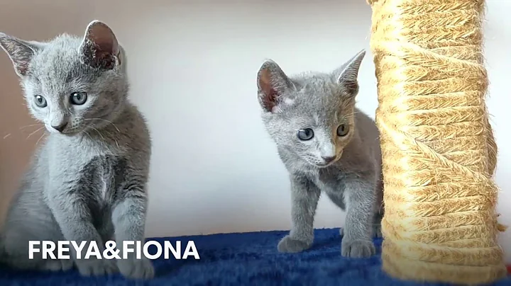 Video 1941201: russian blue cattery, russianbluecats, litter