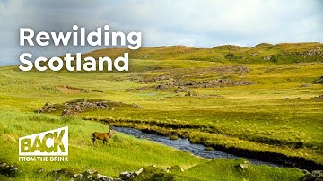 How to Bring Wilderness Back to Scotland | Rewilding Stories | 4K Nature