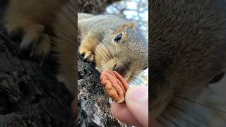 Teeth Chatter close up w BB the Baby Squirrel #animals #friends #nature #food #asmr #sound #reaction
