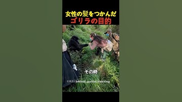 女性の髪をつかんだゴリラの目的