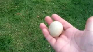 I can't break this Guinea fowl  egg open