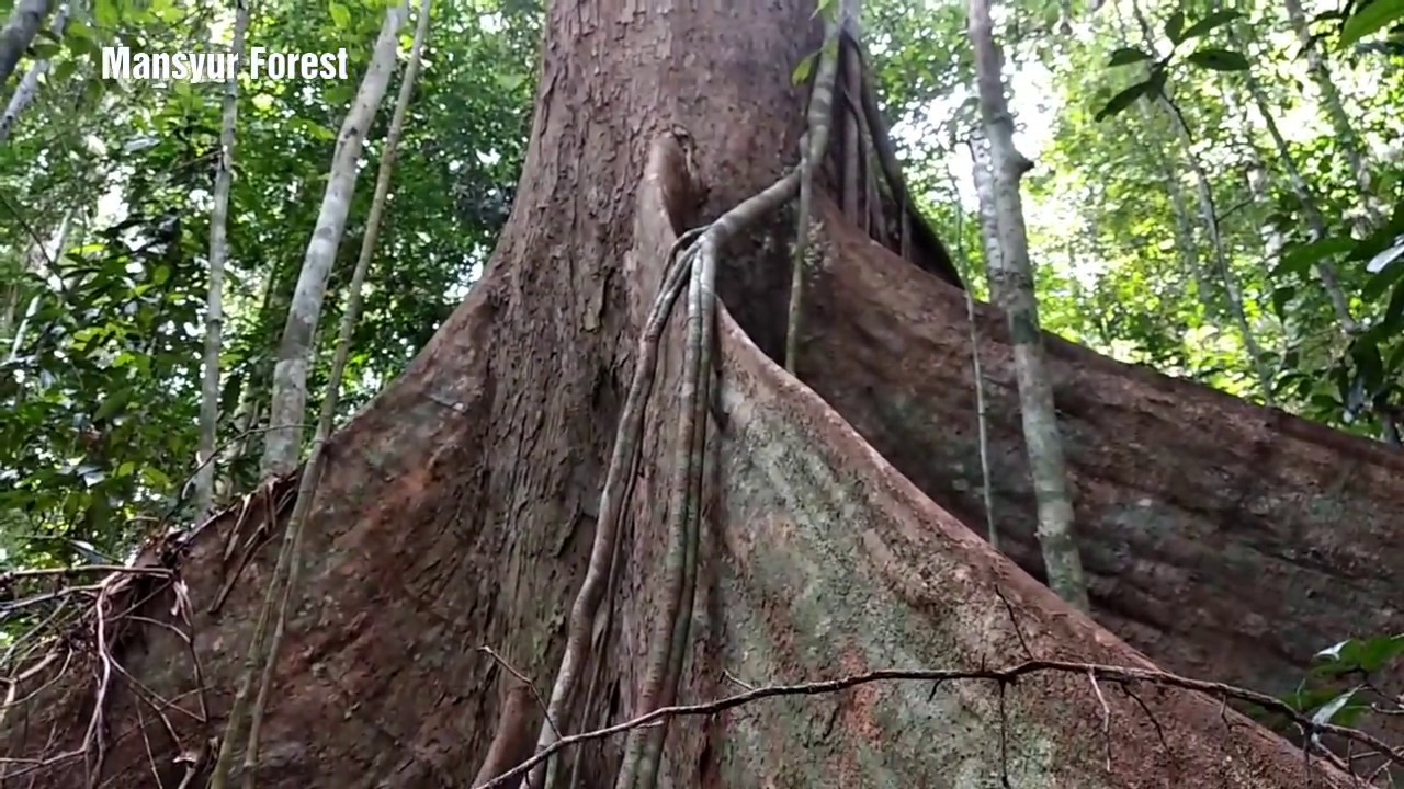 Mengenal Pohon  Ulin dan Pohon Meranti  YouTube