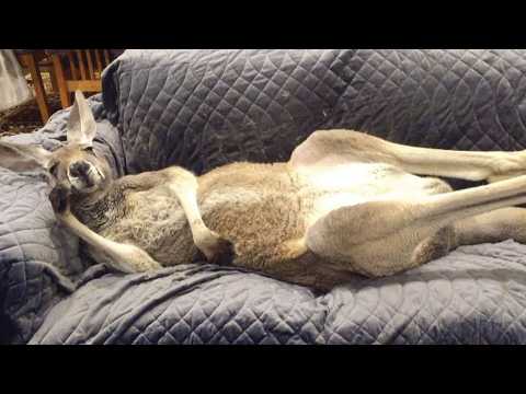 Rescued Kangaroo Thinks He’s a Human… His Behavior Will Shock You!
